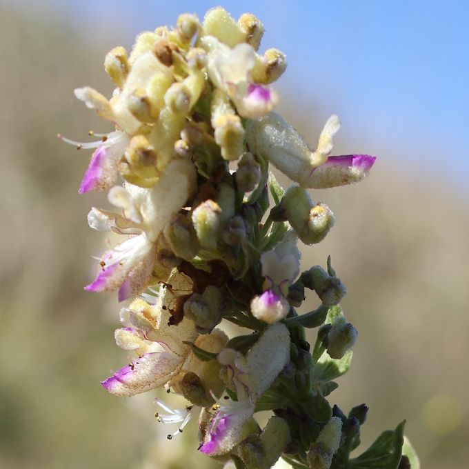 Rabdosiella calycina